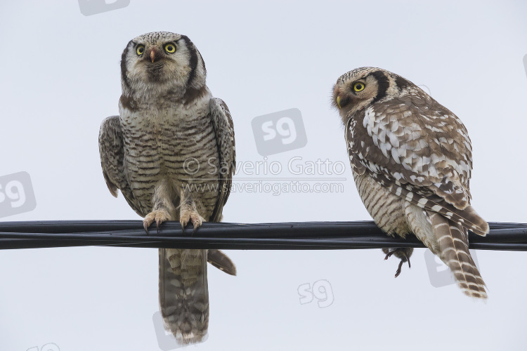 Northern Hawk-Owl